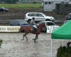 broodmare Pia Louisa (Hessian Warmblood, 2003, from Piano II)