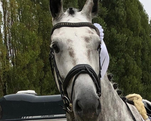 dressage horse Filou Petit K (Oldenburg, 2015, from Fürsten-Look)