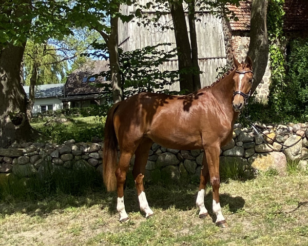 broodmare Dance for Joy (Oldenburg, 2017, from Descolari)