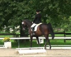 dressage horse Casimir (Thuringia, 1999, from Casander)