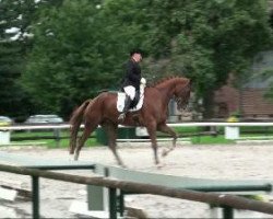 dressage horse Fürst Avalon (Westphalian, 2005, from Fürst Heinrich)