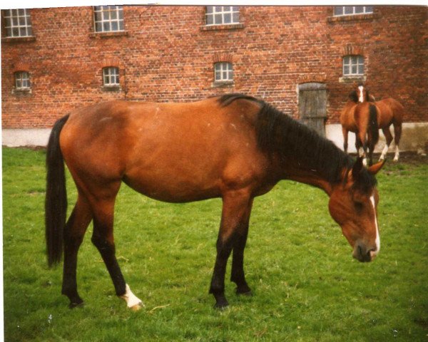 horse Gisele (Westphalian, 1982, from Graziano)