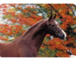 stallion Unkenruf (Trakehner, 1970, from Donauwind)