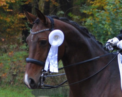 dressage horse Kassiopeia 34 (Hannoveraner, 2008, from Kaiserdom)