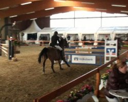 jumper Al Yamamah (Oldenburg show jumper, 2004, from Baloubet du Rouet)