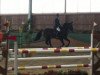 jumper Alberto (German Warmblood, 2005, from All Pleasur)