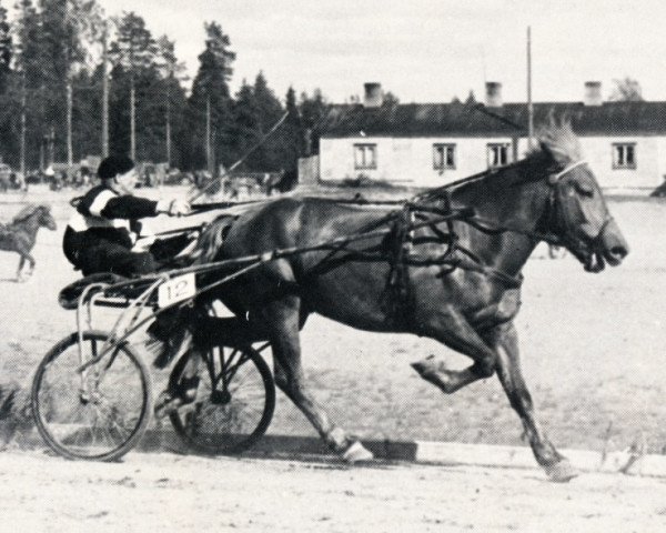 Zuchtstute Virkkuli 33030 (Finnisches Zugpferd, 1943, von Vorna 3098)