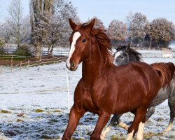 dressage horse Richmond EP (Hanoverian, 2021, from Rotspon)