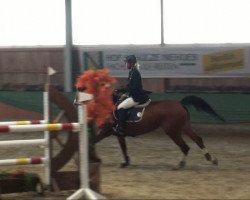 dressage horse Anna Schnell (Westphalian, 2003, from Almox Prints J)