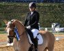 dressage horse Aron 299 (Edelbluthaflinger, 2010, from Amaryl (1,57% ox))