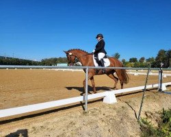 dressage horse Riva 102 (Oldenburger, 2018, from Don Deluxe)