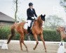 dressage horse Savignon xx (Thoroughbred, 2010, from Areion xx)