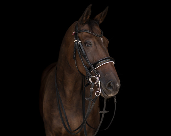 dressage horse Darya H (German Sport Horse, 2011, from DSP Danthes H)