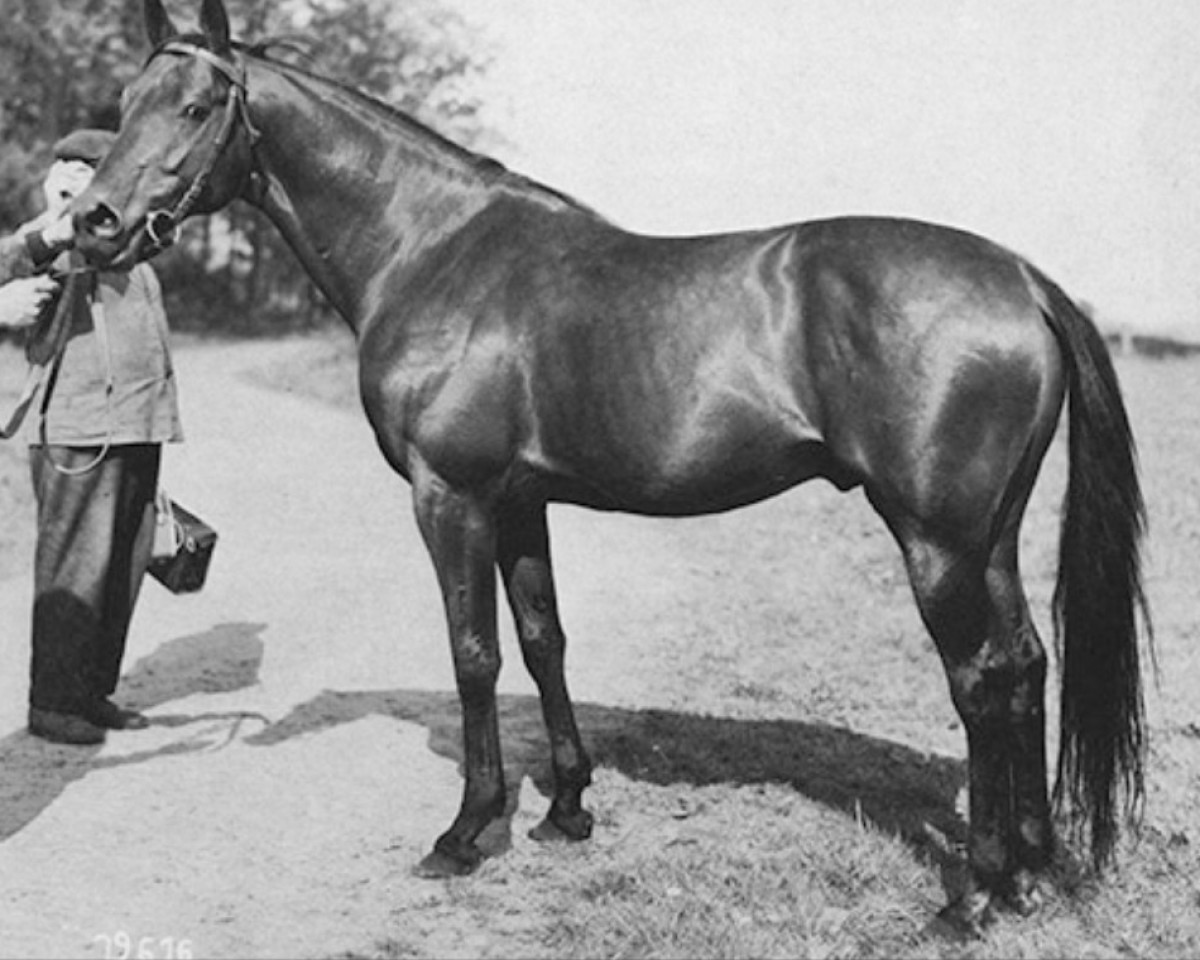 Deckhengst Manolete xx (Englisches Vollblut, 1955, von Asterios xx)