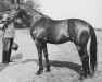 stallion Manolete xx (Thoroughbred, 1955, from Asterios xx)