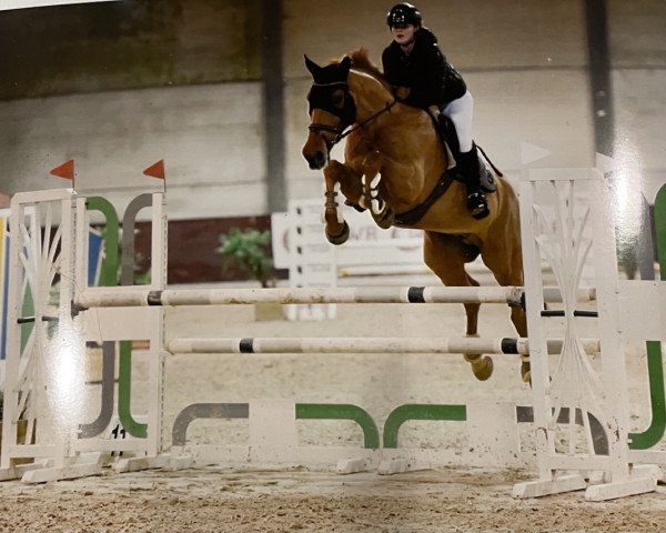 jumper Potomak 4 (Bulgarian Warmblood, 2013)