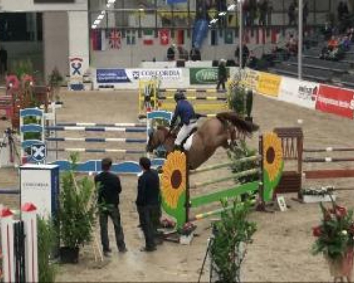 jumper SOLON's Aspendos (Oldenburg show jumper, 2002, from Andiamo)