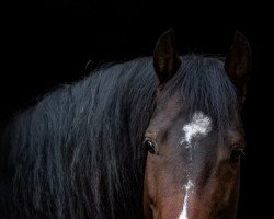 Springpferd D'Olympic Clipper (Polnisches Warmblut, 2019, von Clipper III)