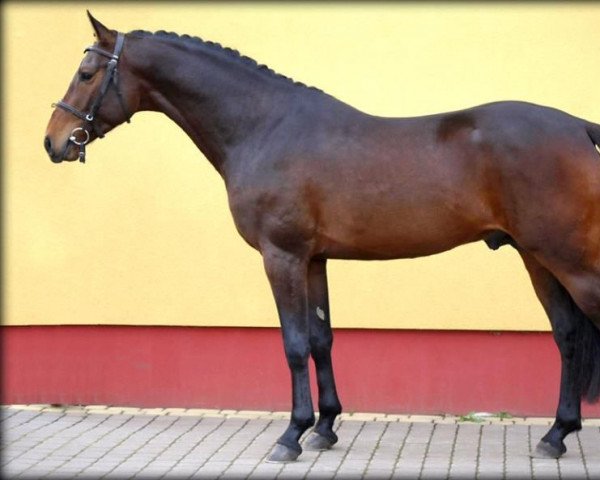 stallion Clipper III (Holsteiner, 2013, from Connor 48)