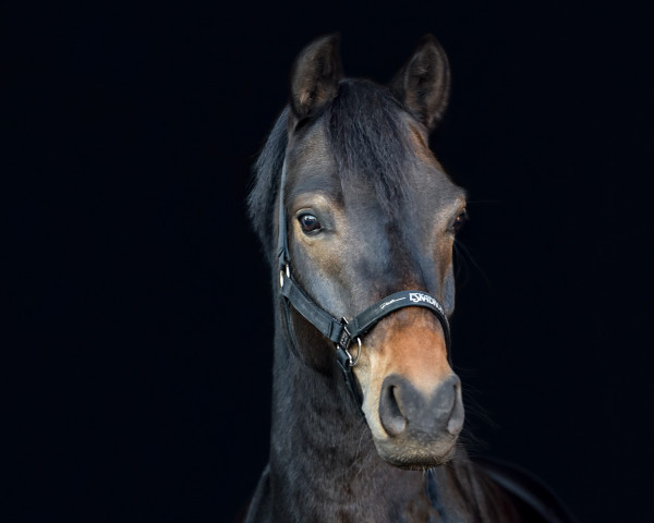 dressage horse Douglas C (German Riding Pony, 2018, from Diego Diaz AT)