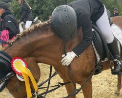 dressage horse Pretty Girl 48 (Nederlands Welsh Ridepony, 2007, from Bodo)