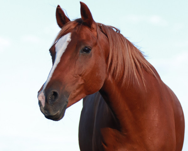 dressage horse Oakley H (German Riding Pony, 2010, from Ombre)