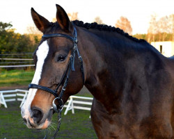 broodmare Pandera (German Sport Horse, 2006, from Pessoa VDL)