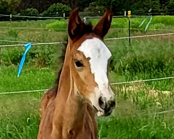 Springpferd Campino (Deutsches Sportpferd, 2022, von Cashmere)