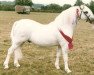 Deckhengst Flydon Henri ap Pip (Welsh Mountain Pony (Sek.A), 1981, von Clan Pip)
