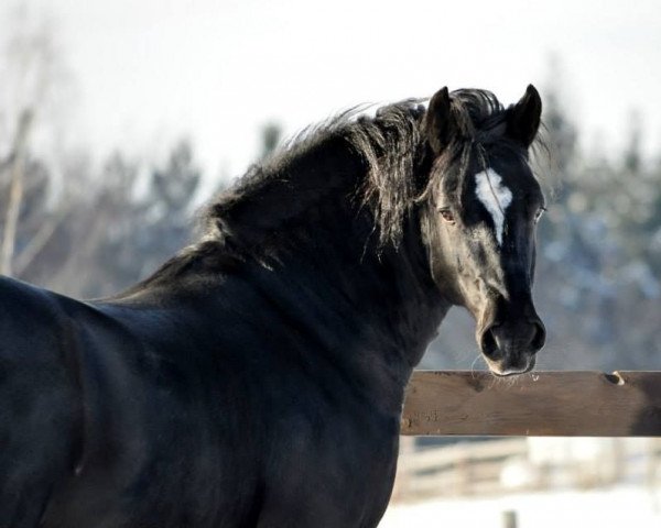 stallion Pretoria Ramirez (Welsh-Cob (Sek. D), 2003, from Gwenllan Ben)