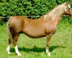 broodmare Thamen's Fleur (Welsh mountain pony (SEK.A), 1980, from Twyford Pepper II)