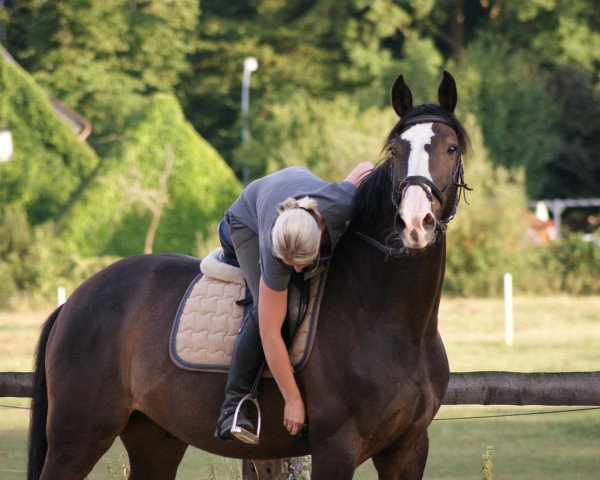 horse Lancaster 159 (Holsteiner, 2000, from Limbus)