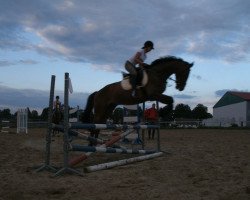 jumper Avance 20 (German Sport Horse, 2005, from Accusé)