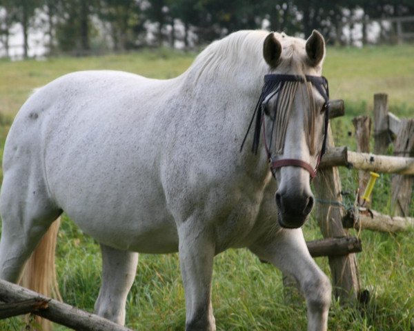 horse Calido (Holsteiner, 1990, from Corrado I)