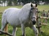 Pferd Calido (Holsteiner, 1990, von Corrado I)