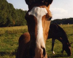 horse Atreju (Westphalian, 1988, from Artwig)