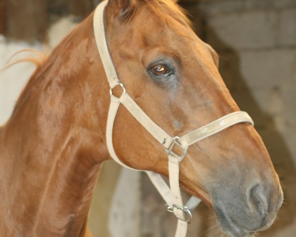 horse Ghandi (Württemberger, 1990, from Ganymed I)