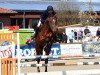 dressage horse Devito S (Westphalian, 2017, from Dibadu L)