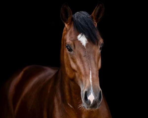 dressage horse Ballantines 42 (Westphalian, 2019, from By your Side 3)