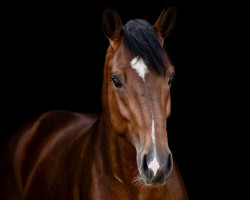 dressage horse Ballantines 42 (Westfale, 2019, from By your Side 3)