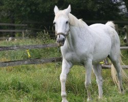 Springpferd Lando (Oldenburger, 1988)