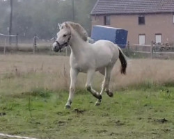 horse Diogo (Fjord Horse, 2021, from Draug)