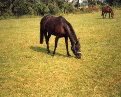 broodmare Caprice (German Riding Pony, 1990, from Croupier)