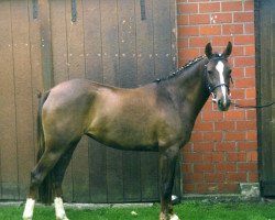 broodmare Deja Vue (German Riding Pony, 1996, from Dressman)