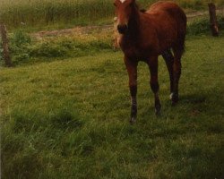 broodmare Graffity (Westphalian, 1984, from Goldlack I)