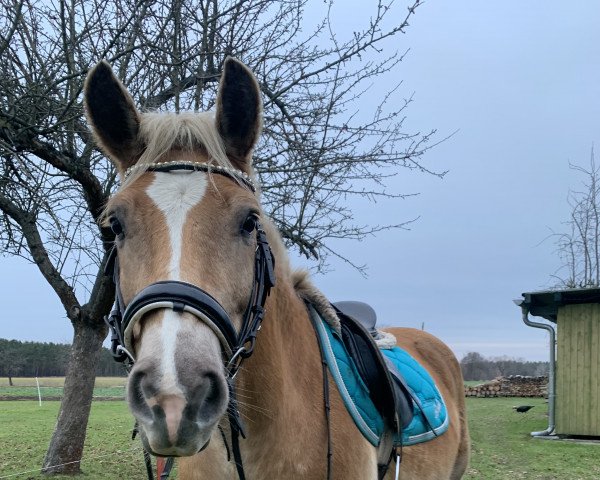 Pferd Naiv (Haflinger, 2013, von Nachtbaron)