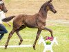 dressage horse Moriano (Oldenburg, 2022, from Morricone)