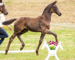 dressage horse Moriano (Oldenburg, 2022, from Morricone)