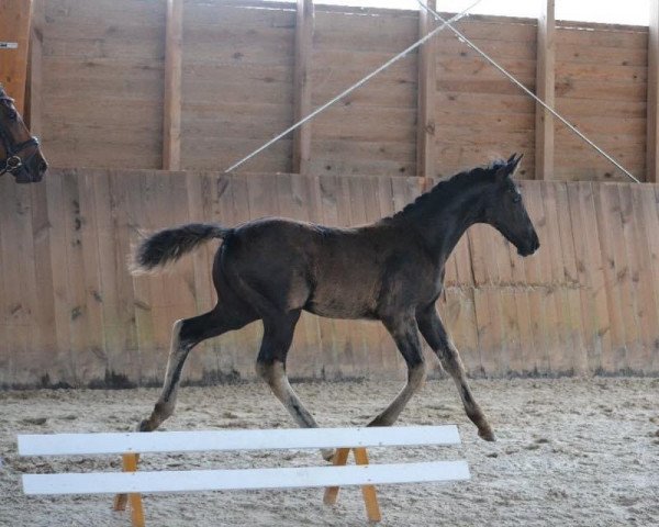 dressage horse Ducati XR (Oldenburg, 2017, from Danone 4)