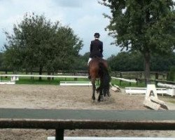 dressage horse Estina 3 (Westphalian, 1996, from Ehrenmarsch)